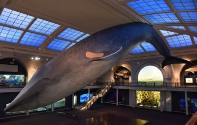 AMNH-whale